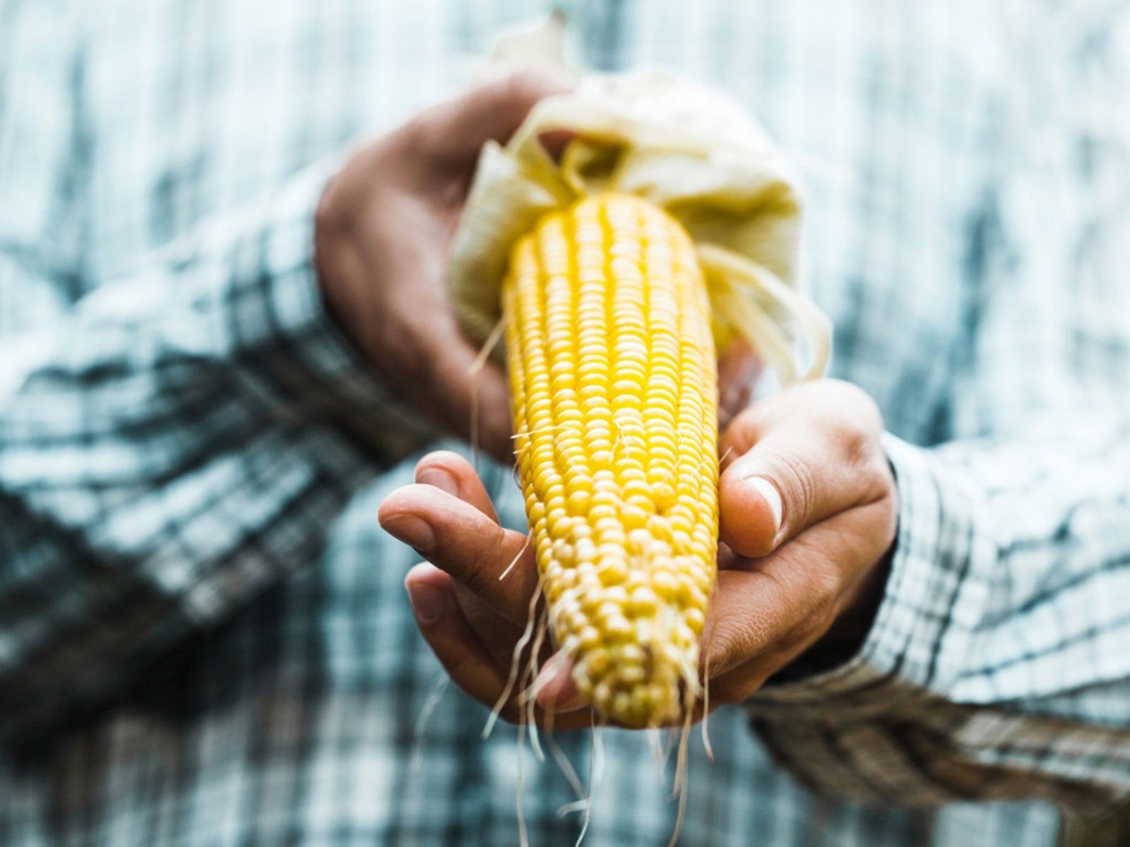 When to Pick Corn From Your Garden for Peak Sweetness